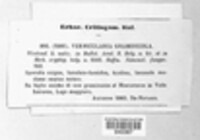 Vermicularia graminicola image